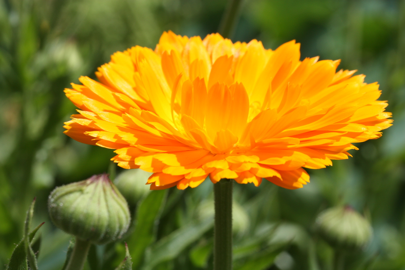 Calendula 1