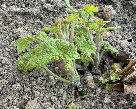 Mein kleines Stück Erde