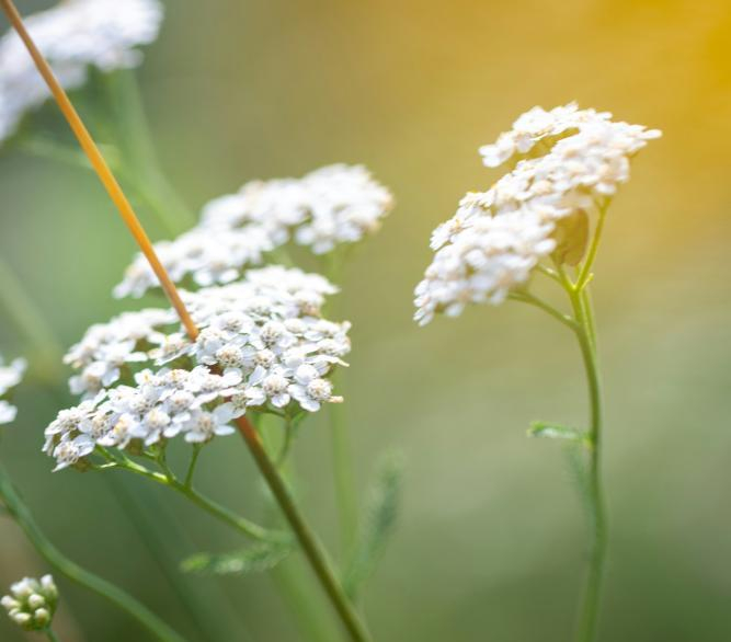Weiße Schafgarbenblüten und fein gefiederte Blätter auf einer Wiese.