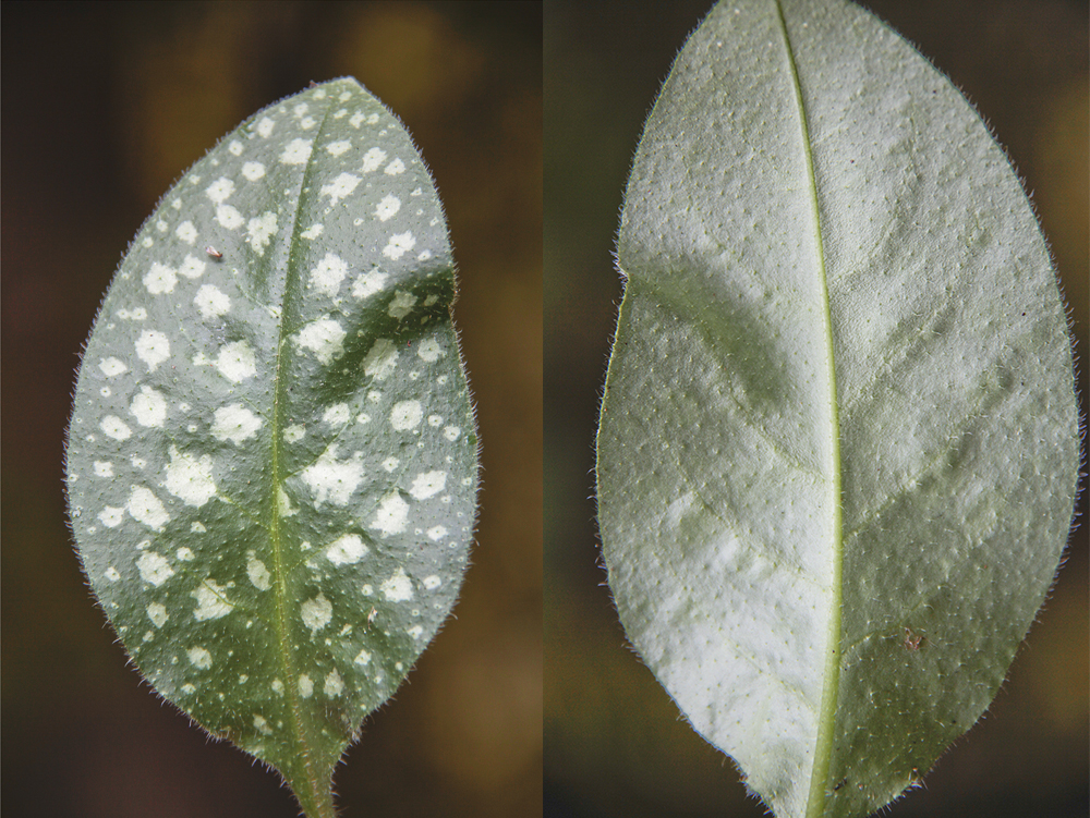 Lungenkraut finden und erkennen